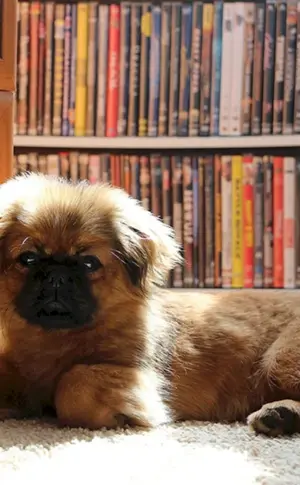 Pekingese