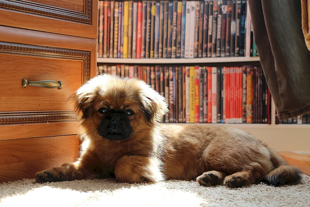 Pekingese