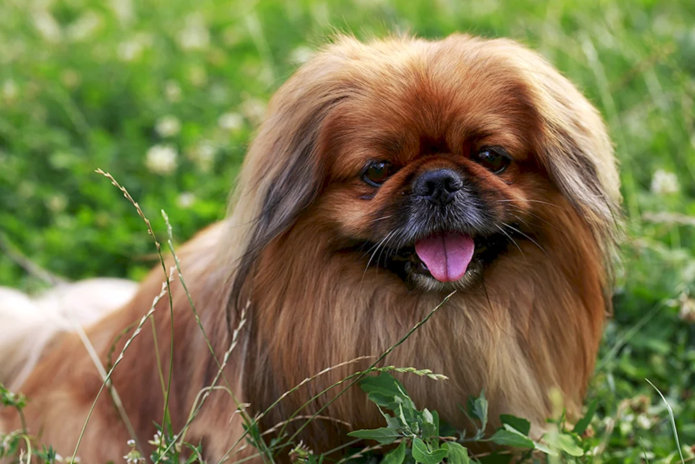 Hund Pekingese