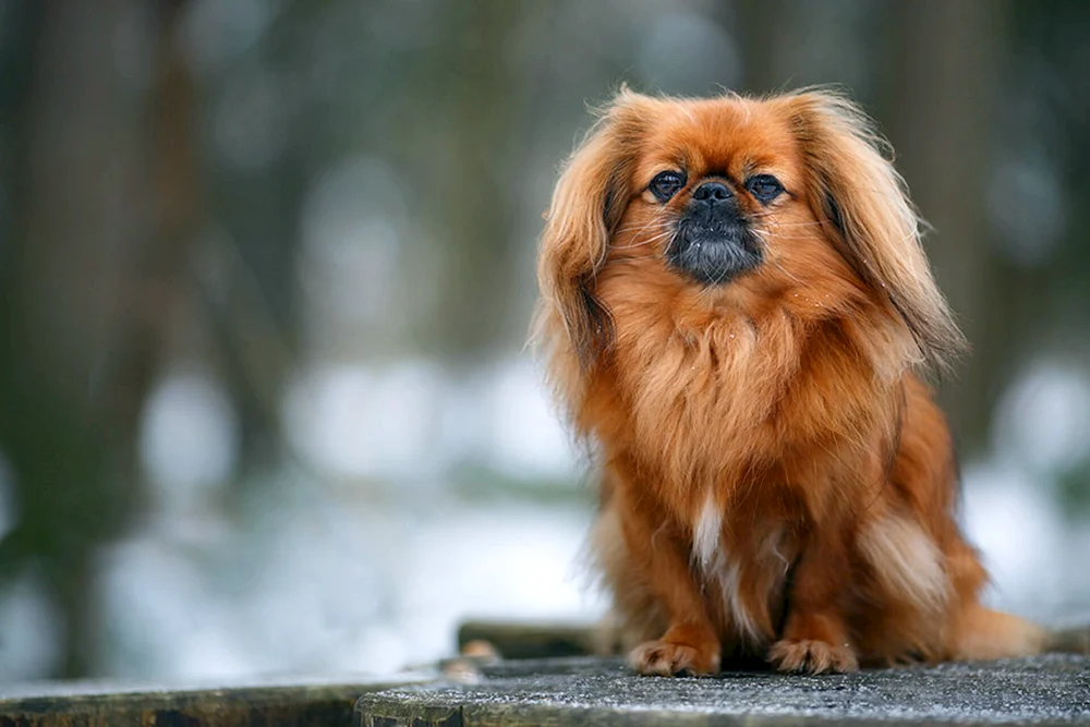 Hund Pekingese