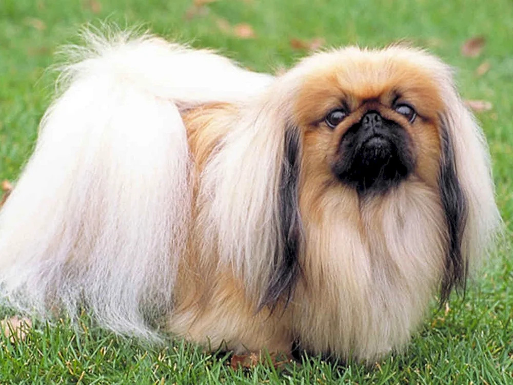 Zwerg Pekingese