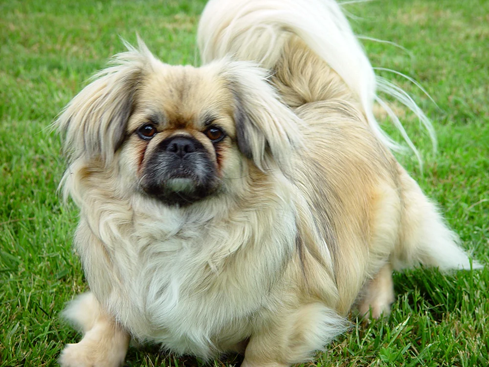 Saia Pekingese