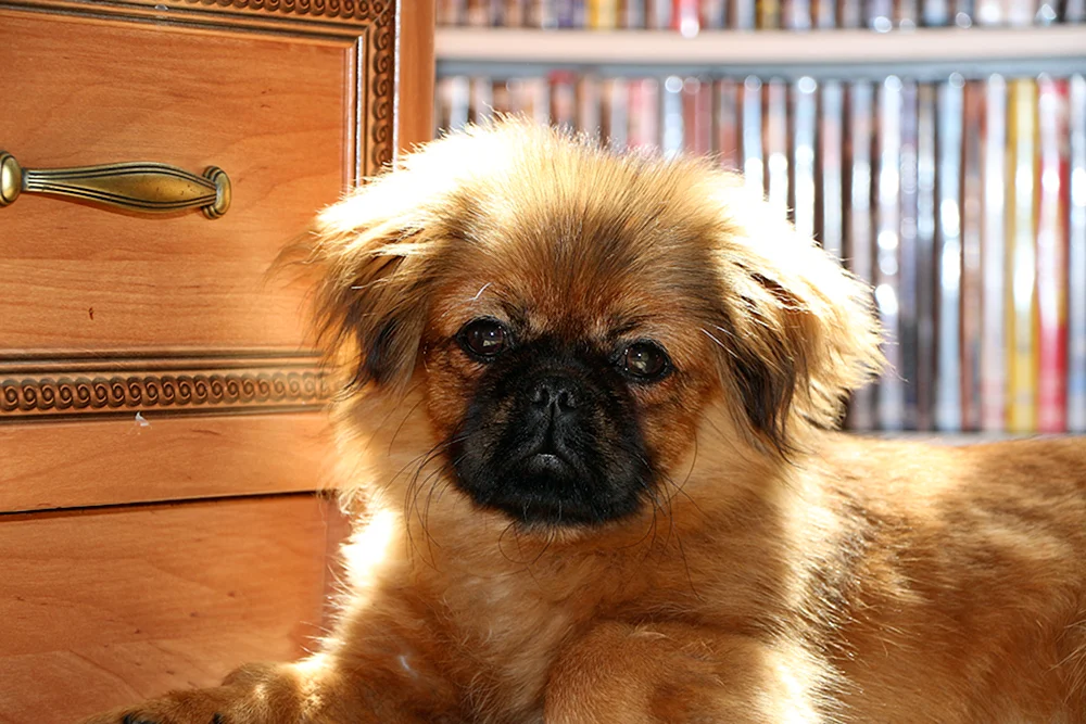 Saia Pekingese