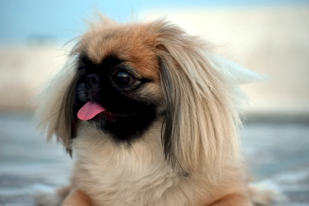 Zwerg Pekingese