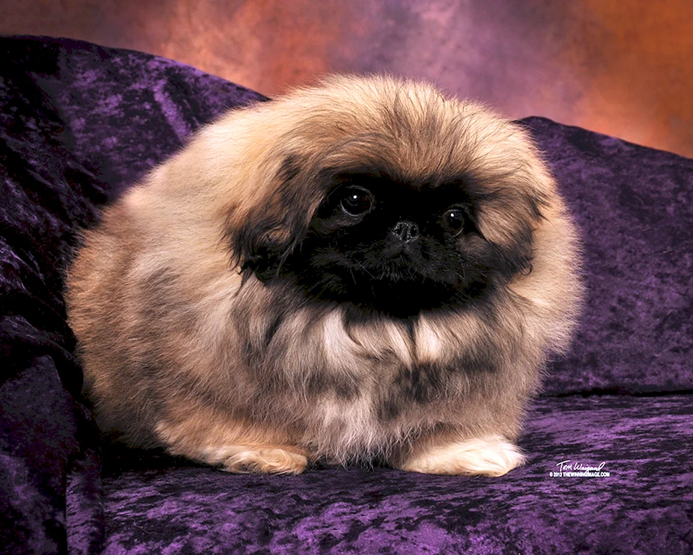 Zwerg Pekingese