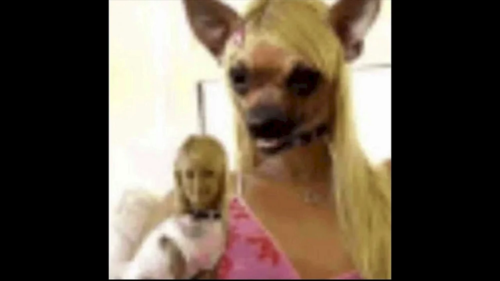Chihuahua Hund Hua Hua