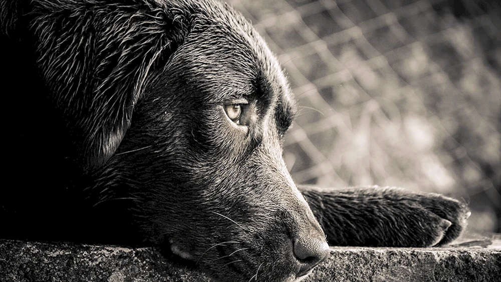 Traurige Tiere