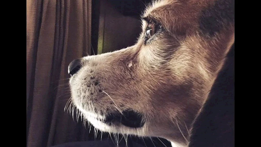 Hund weinend