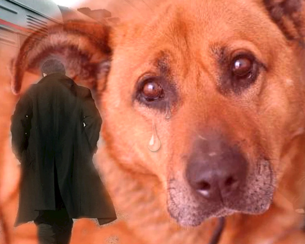 Trauriger Hund weinend