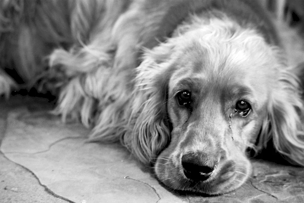 Hund weinend