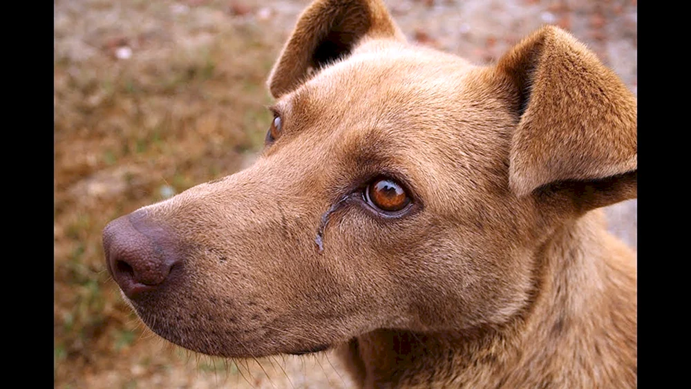Traurige Hunde