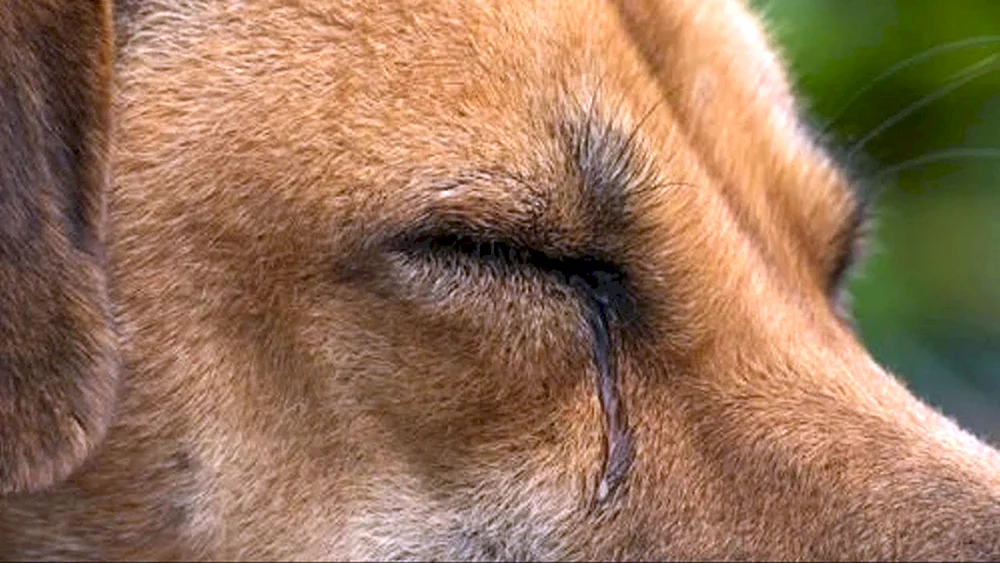Hund weinend