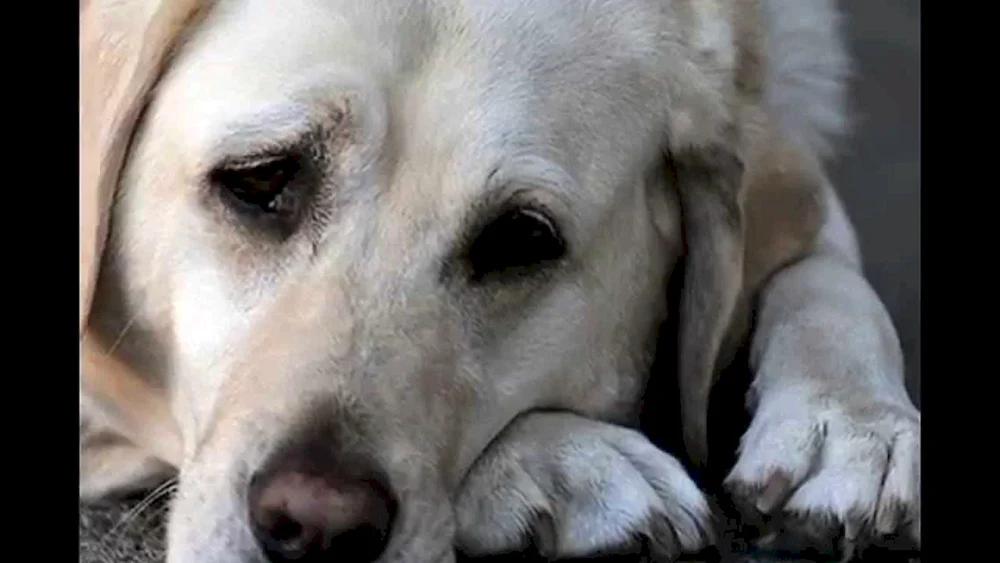 Hund weinend