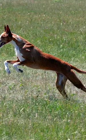 Hund Podenko ibitsenko