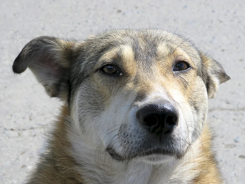 Foto von verdächtigem Hund