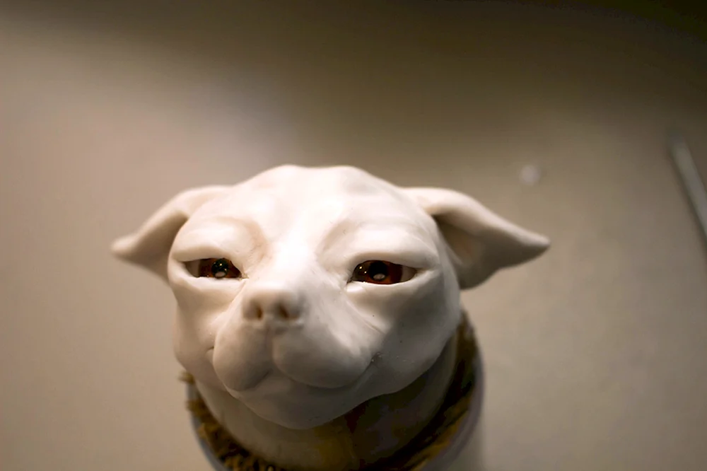 Boston Terrier oder Mops
