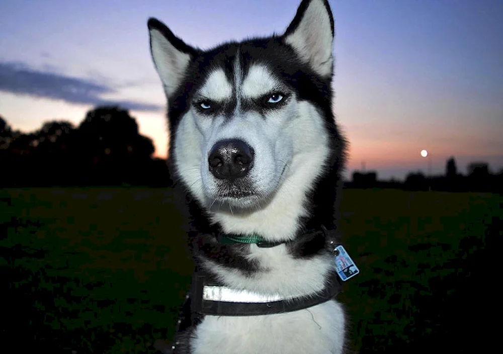 Verdächtiger Hund Husky
