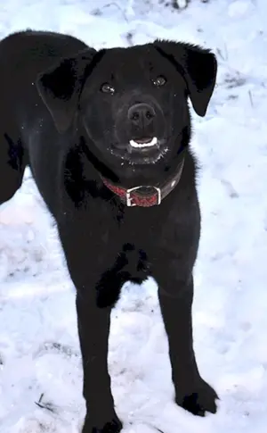 Labradorähnlicher Hund