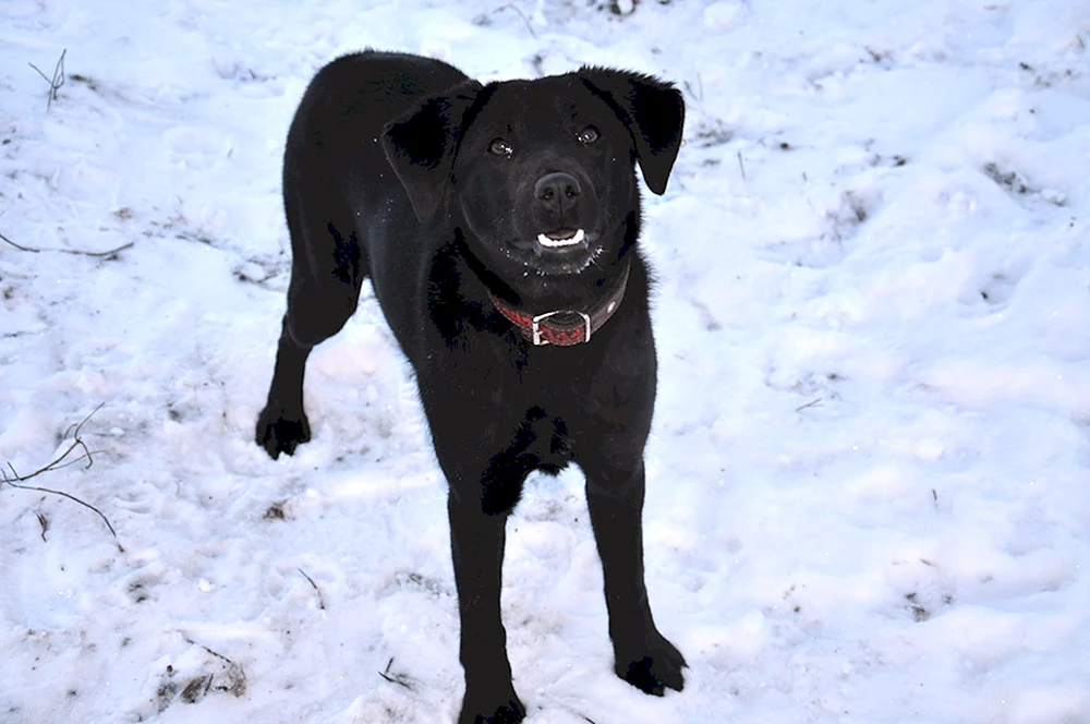Labradorähnlicher Hund