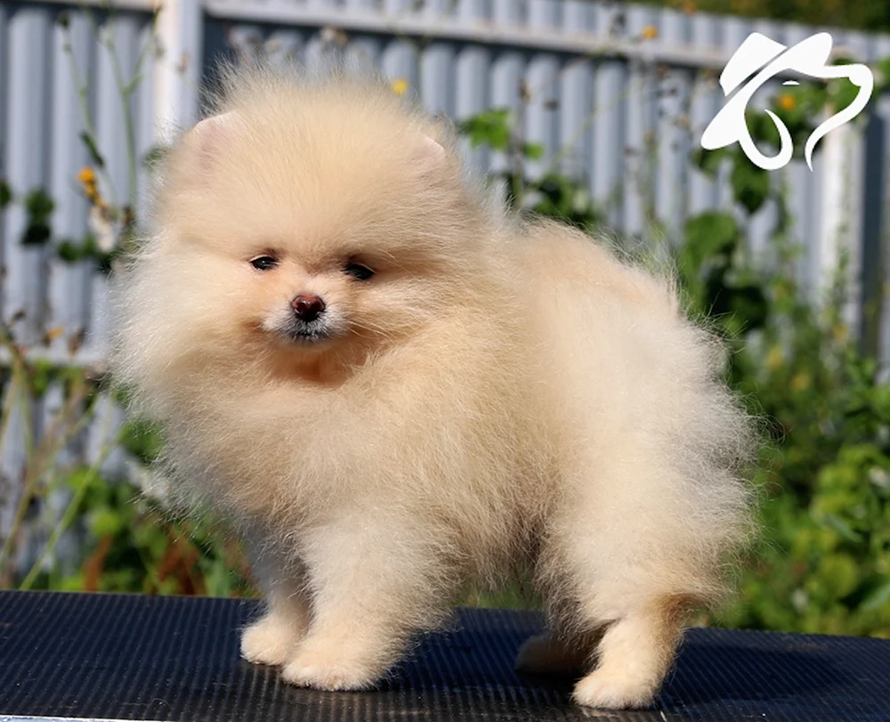 Yorkshire Terrier mini