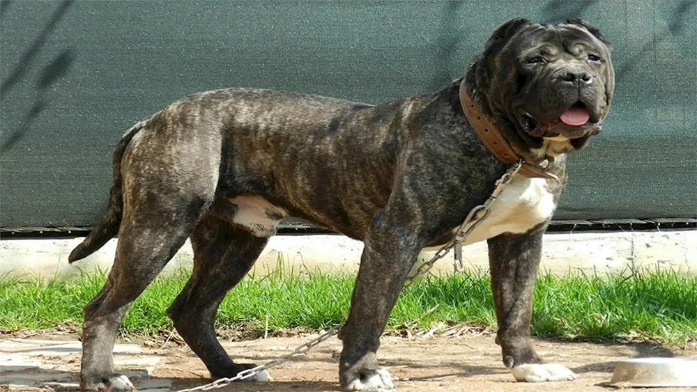 Amerikanischer Pitbull Terrier