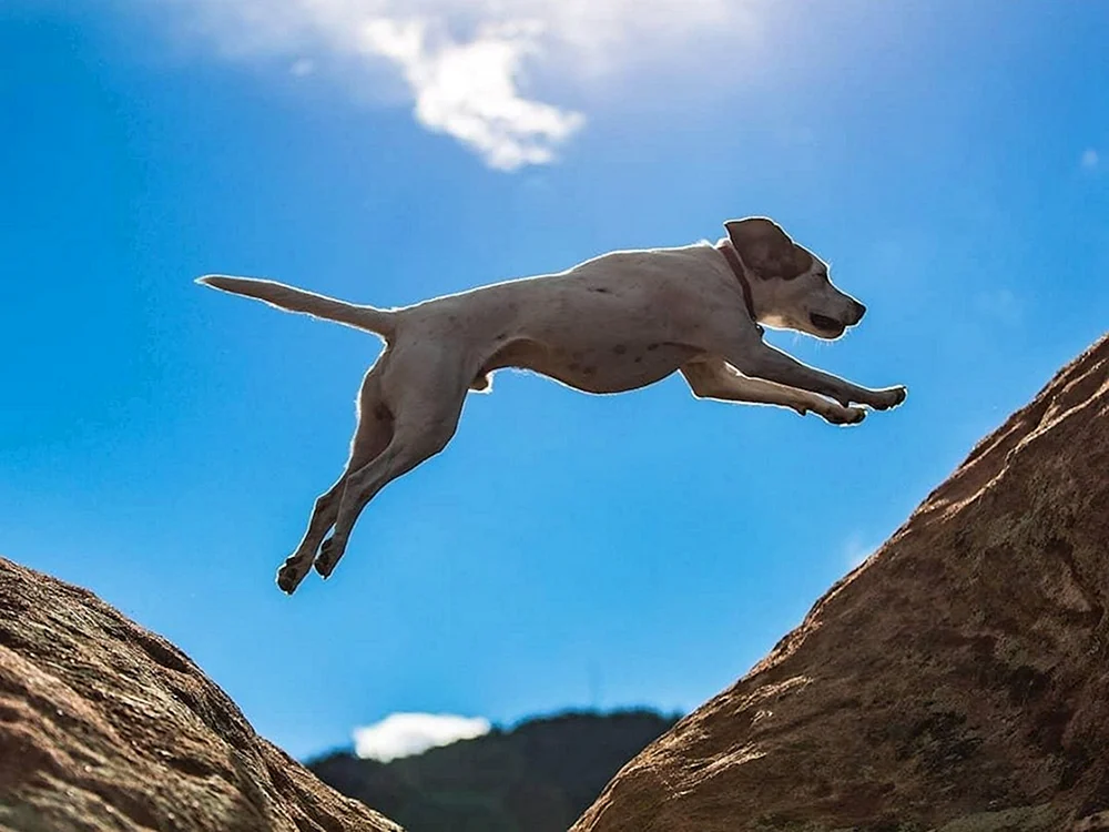 Hund im Springen