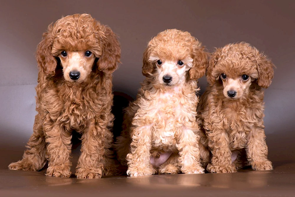 Teddy Pudel Maltipoo