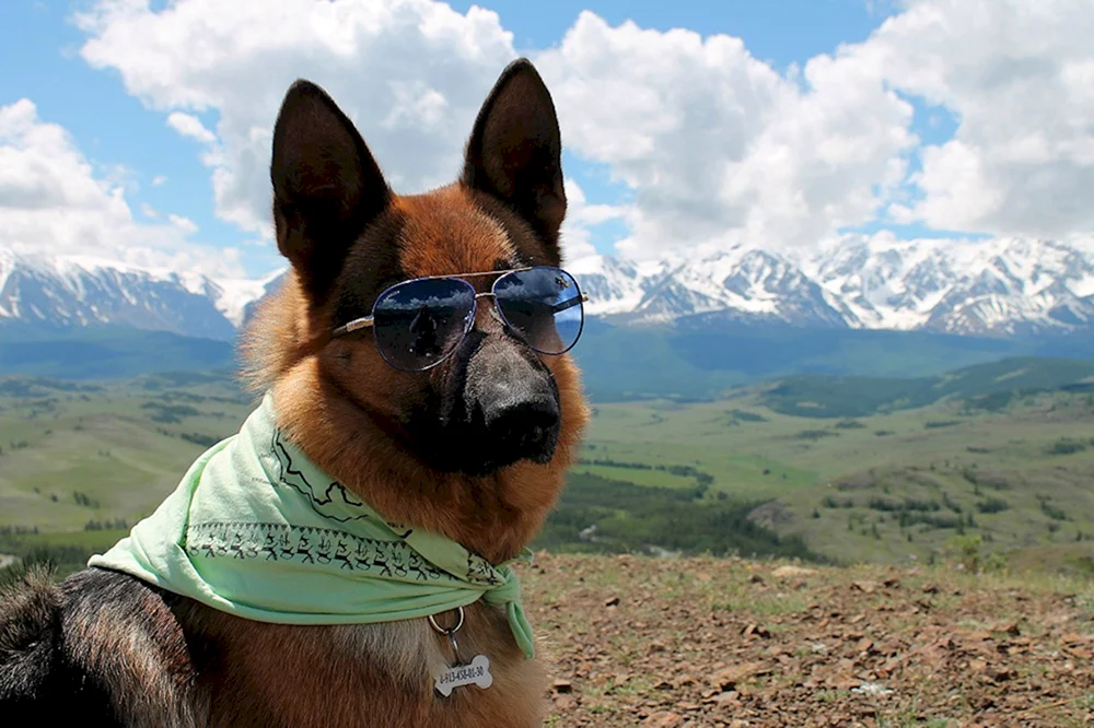 Altai-Schäferhund