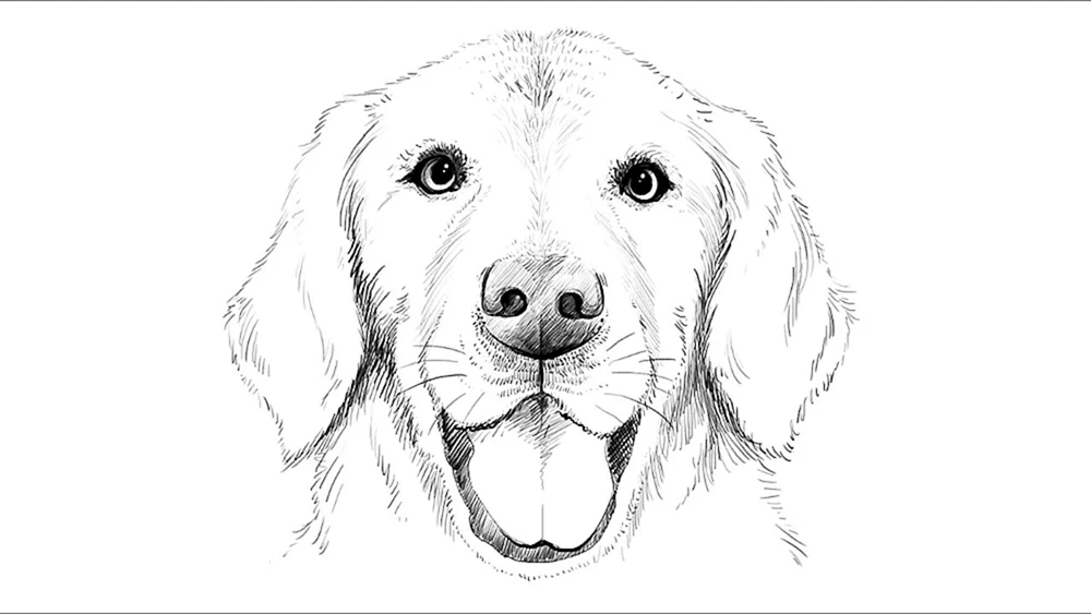 Hundewelpenzeichnung