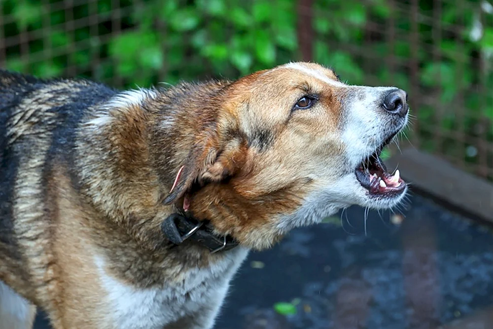 Lustige Hunde