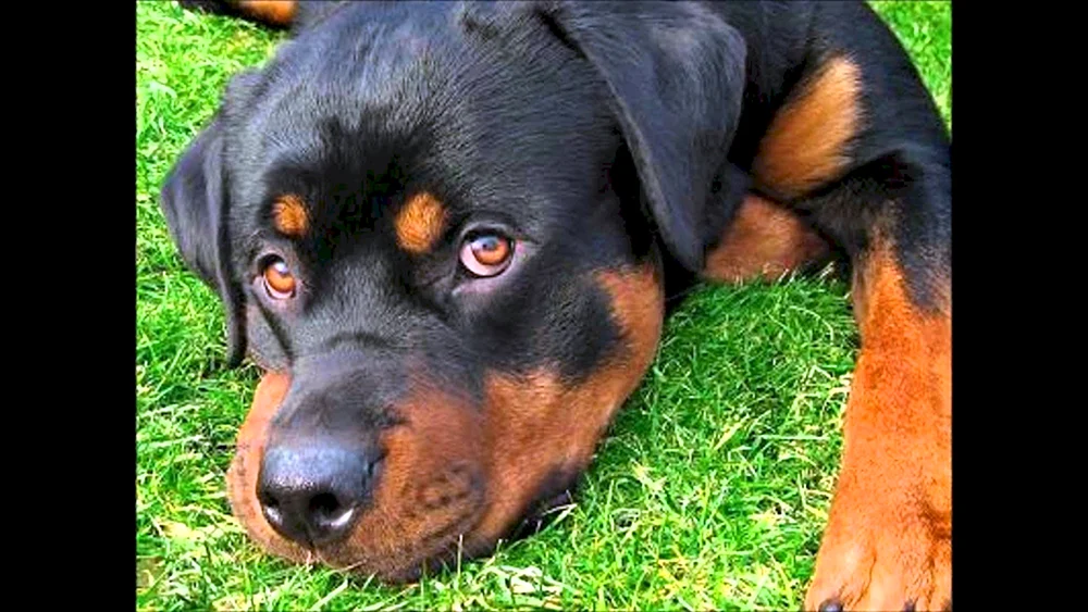 Rottweiler Hund