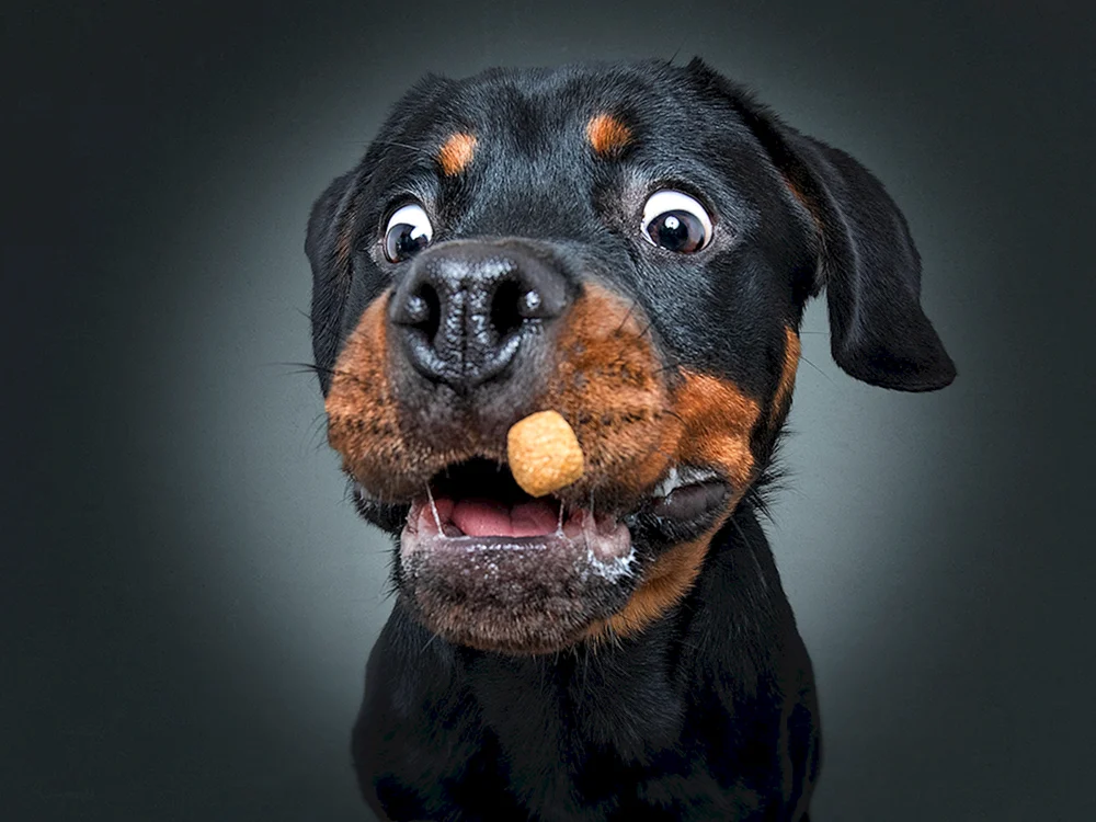 Hund Rottweiler