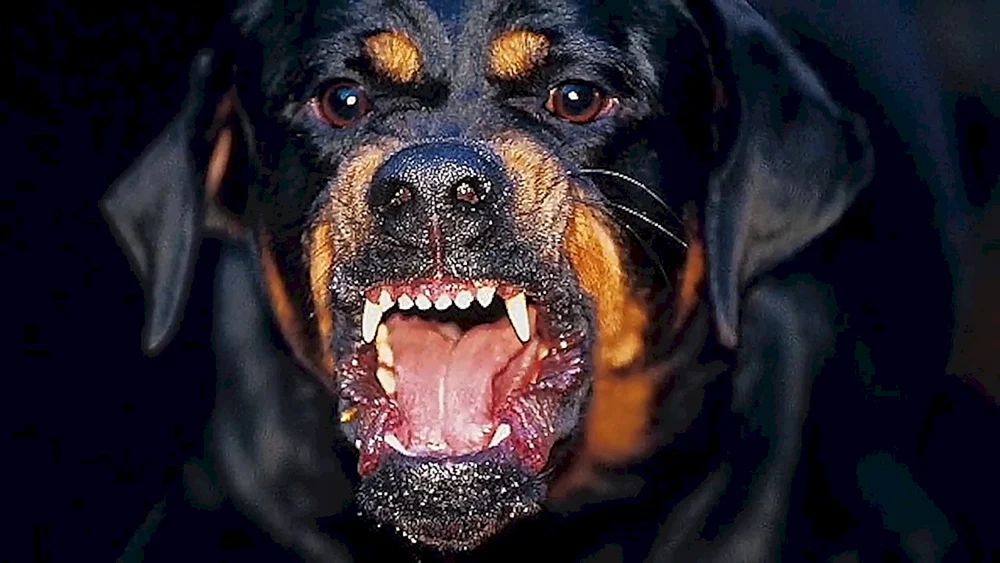 Dobermann Pinscher