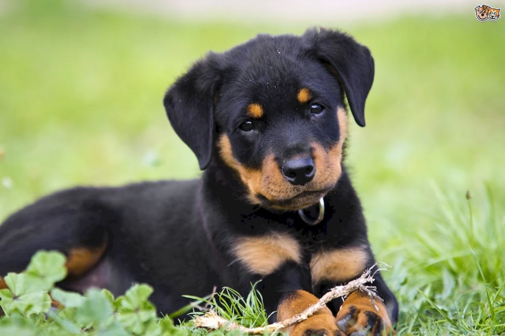Rottweiler-Terrier