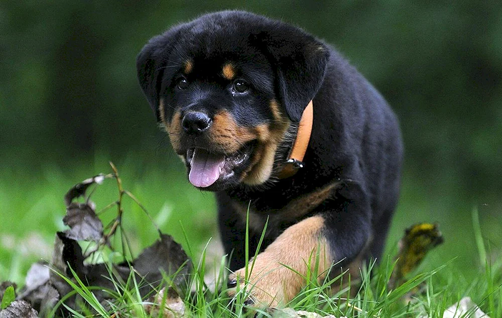 Zwerg-Rottweiler-Hund
