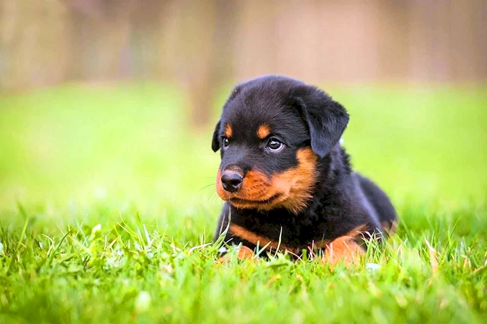 Hund Rottweiler
