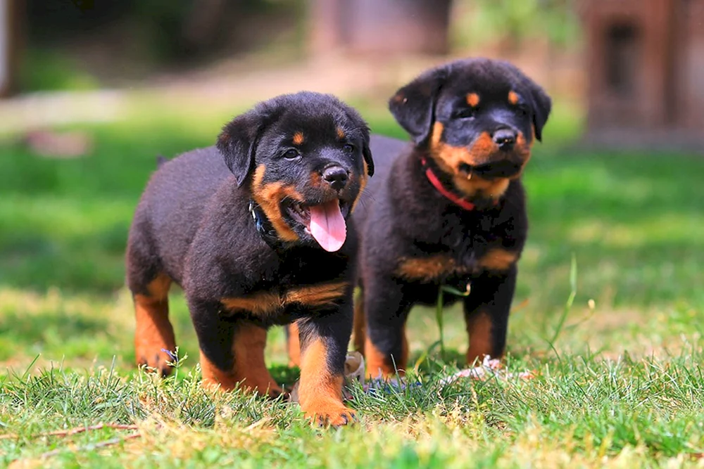 Hund Rottweiler