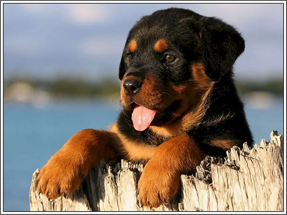 Hund Rottweiler