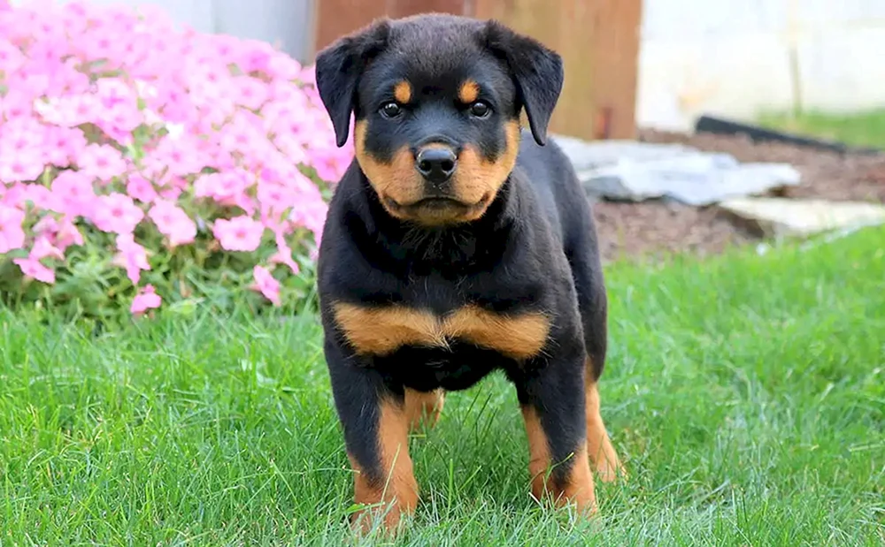 Mini Rottweiler