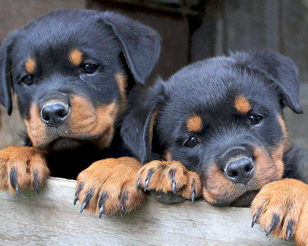 Goldene Rottweiler Welpen