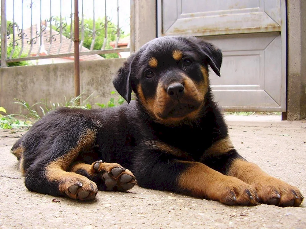King Rottweiler Rottweiler