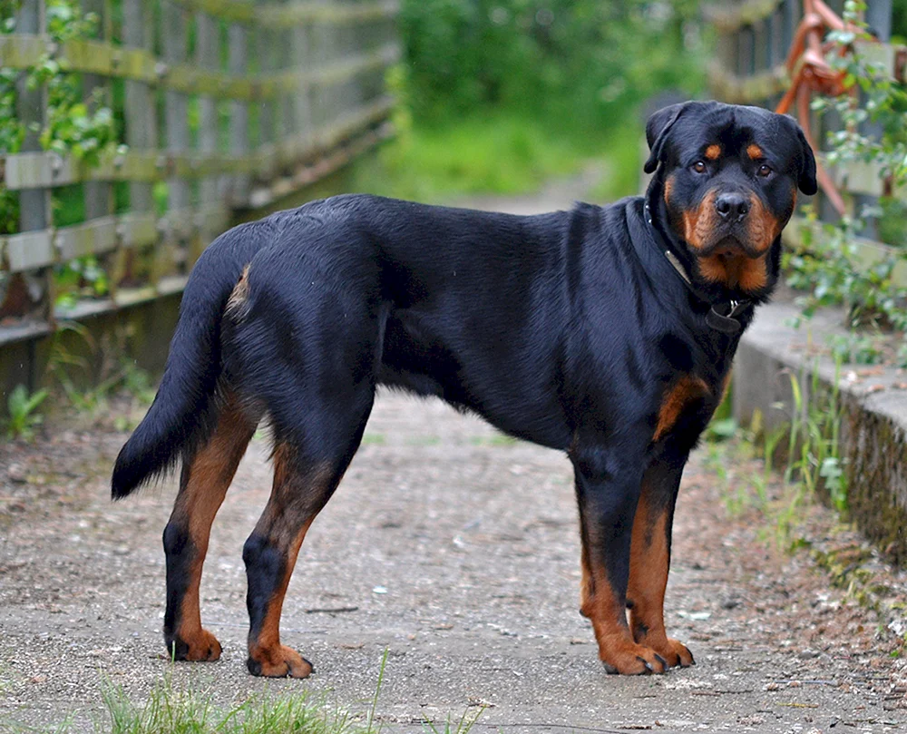 Goldener Rottweiler