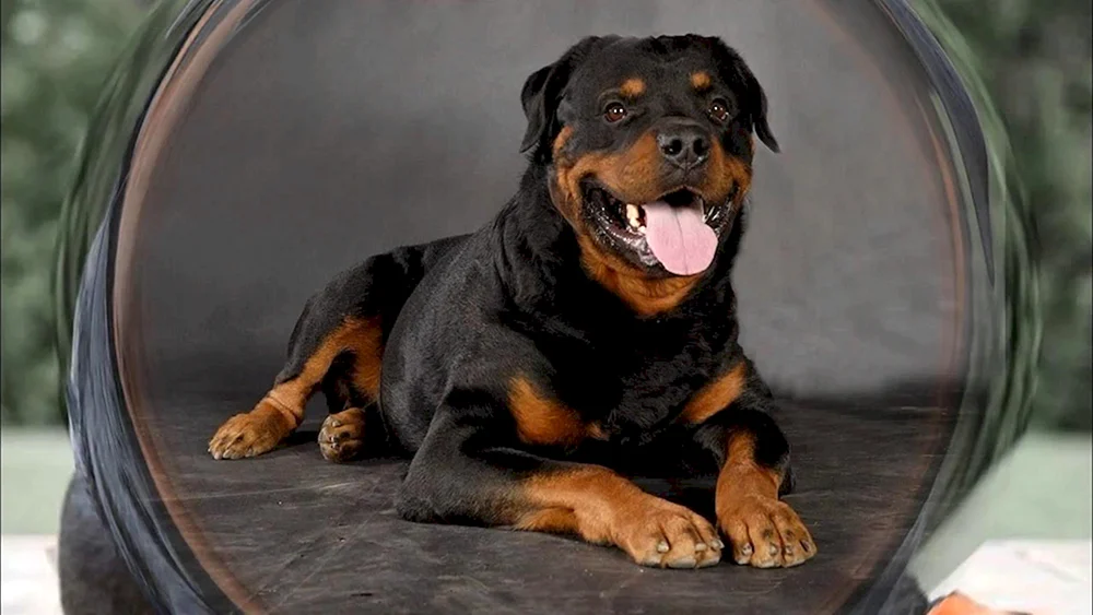Goldener Rottweiler
