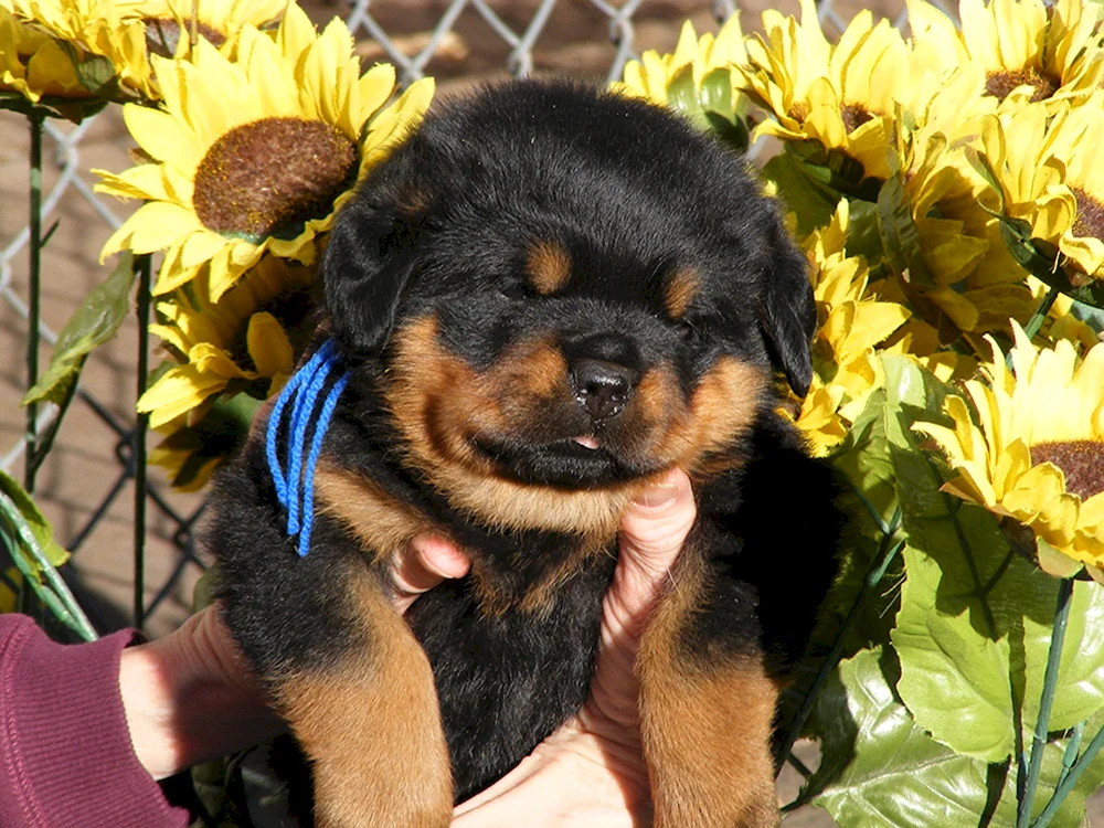 Goldener Rottweiler