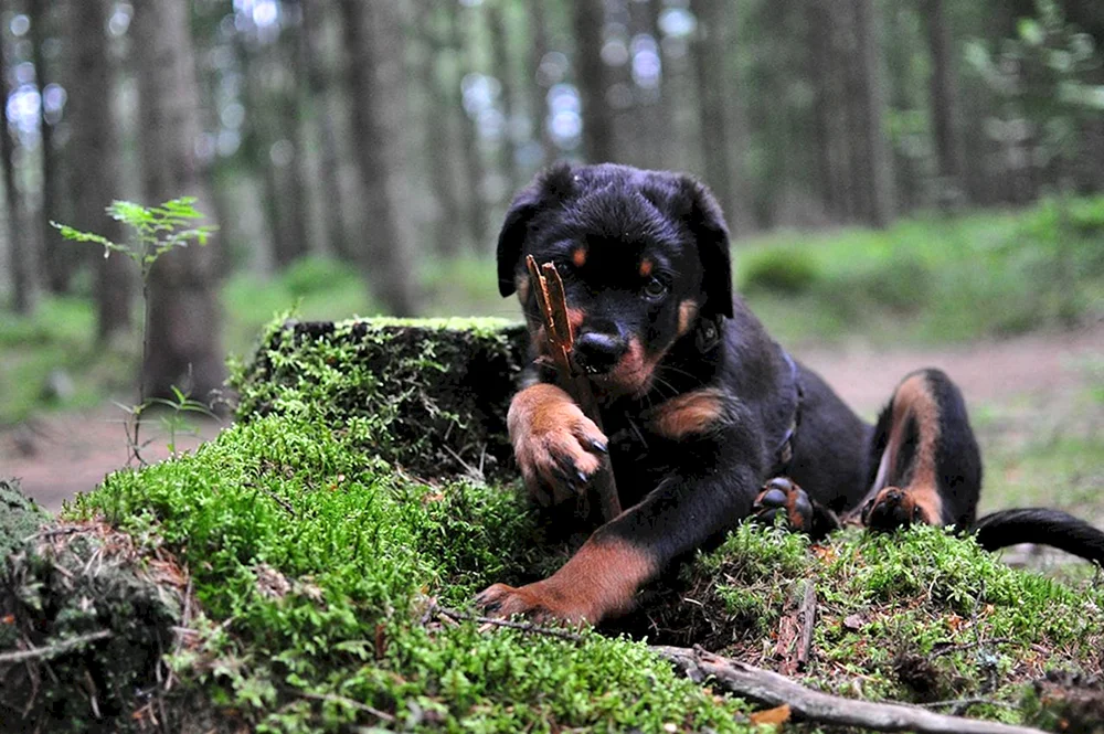 Hund Rottweiler Beudel
