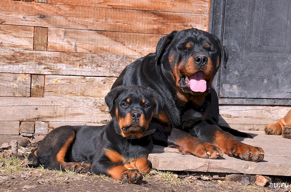 Hund Rottweiler