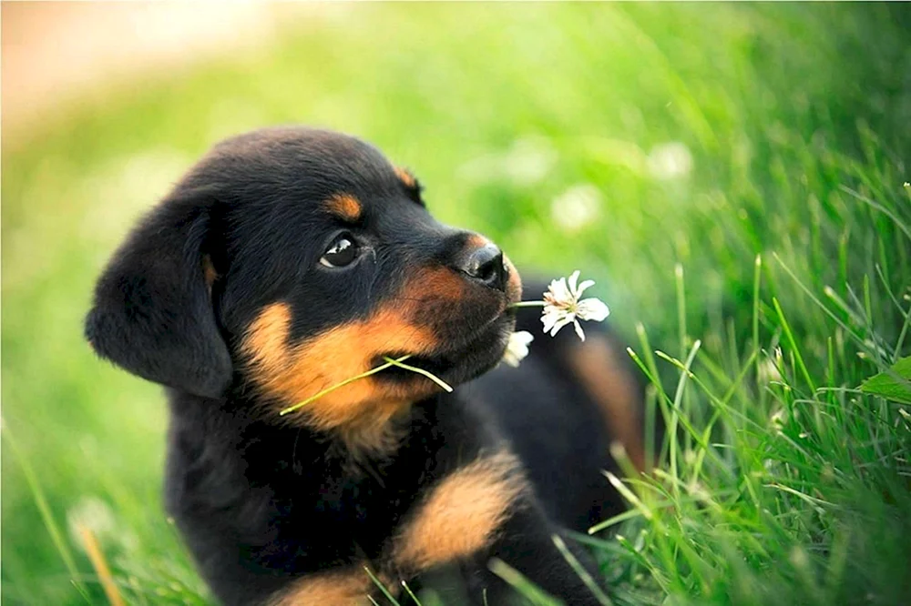 Hund Rottweiler