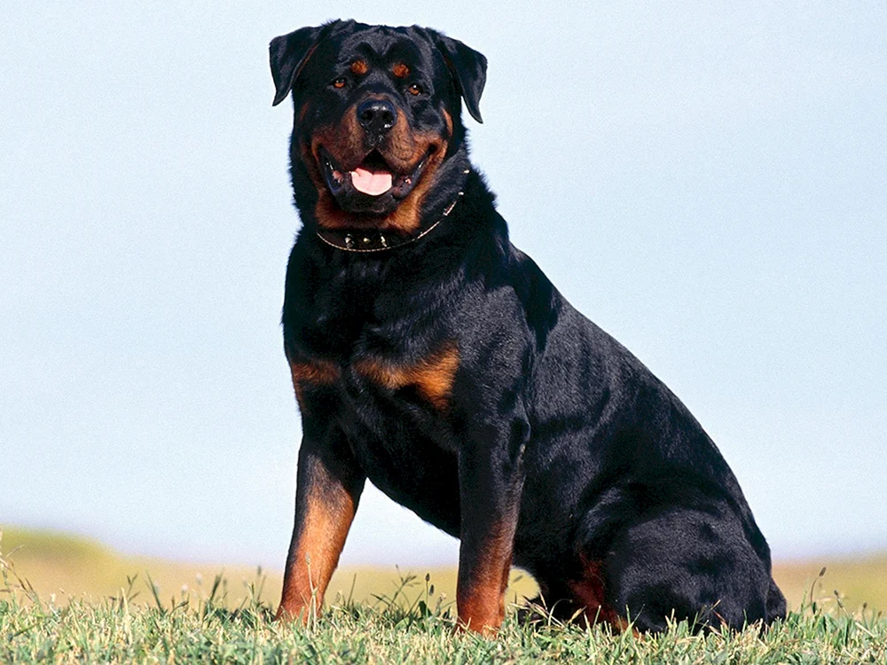 Rottweiler Diensthund