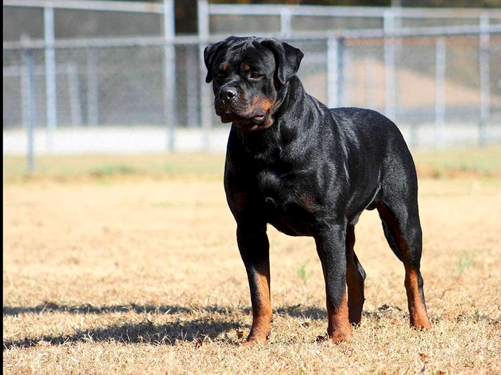 Rottweiler
