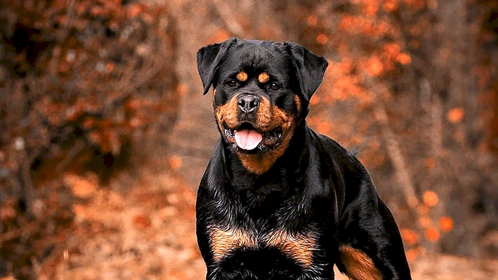Rottweiler Hund
